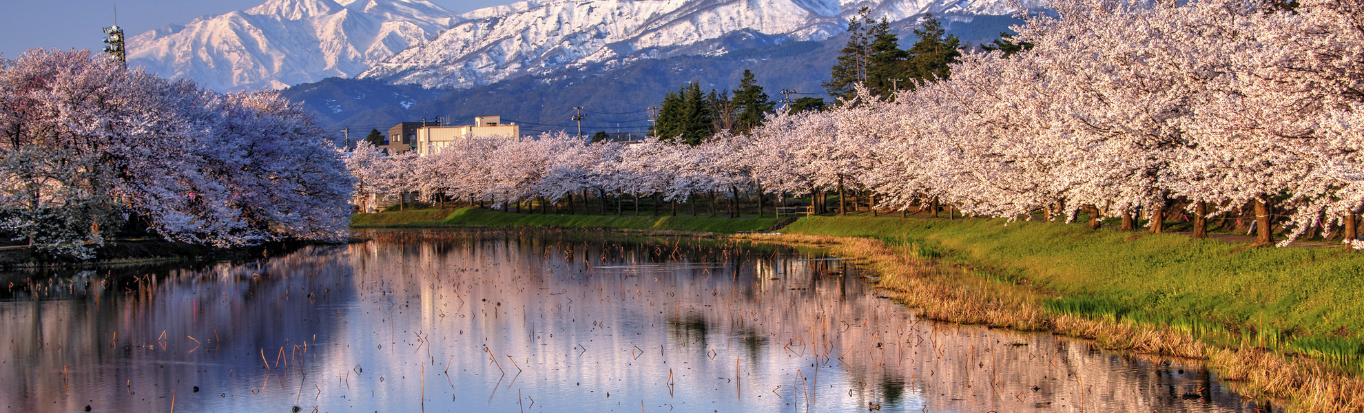Niigata, Kirschblüte in Myoko