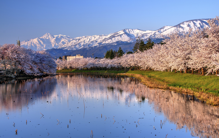 Niigata, Kirschblüte in Myoko