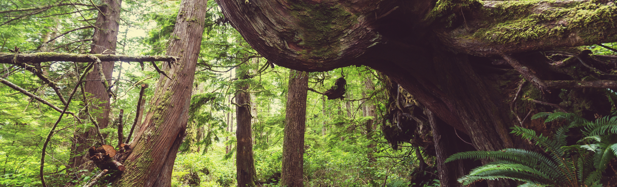 Wanderpfad durch den Regenwald Kanadas