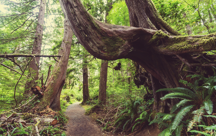 Wanderpfad durch den Regenwald Kanadas