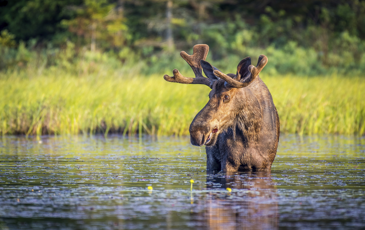 Elch in der Natur in Kanada