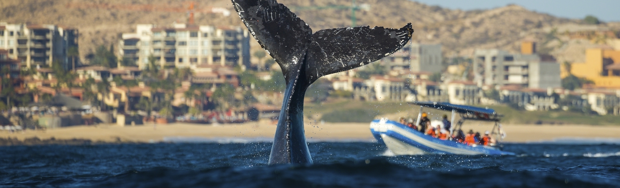 Whale Watching, Cabo San Lucas