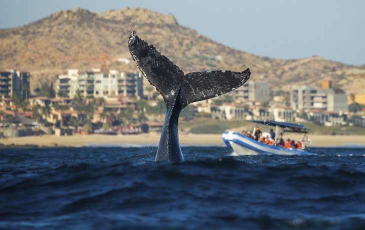 Whale Watching, Cabo San Lucas