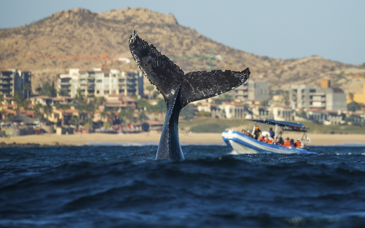 Whale Watching, Cabo San Lucas
