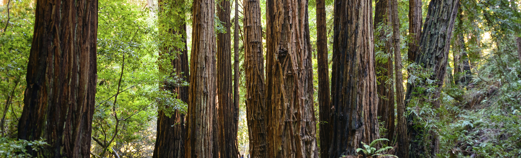Schutzgebiet 'Muir Woods' in San Francisco, USA