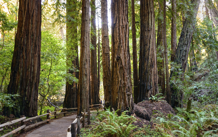 Schutzgebiet 'Muir Woods' in San Francisco, USA
