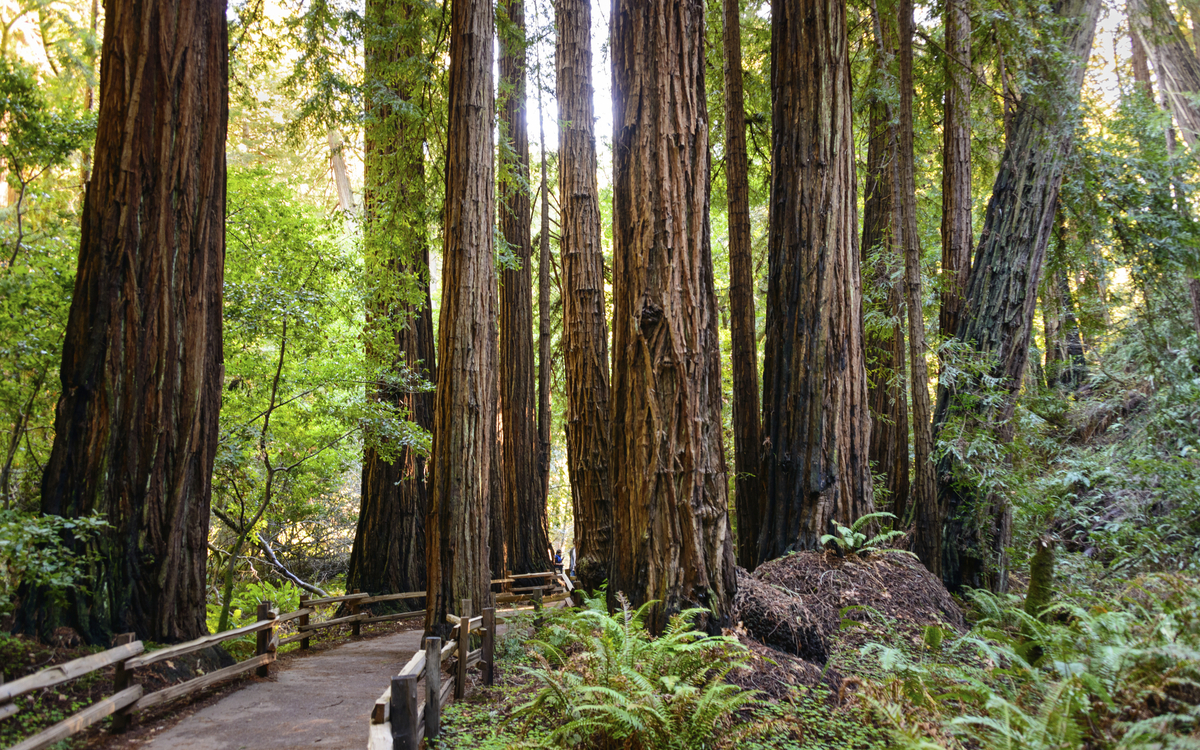 Schutzgebiet 'Muir Woods' in San Francisco, USA