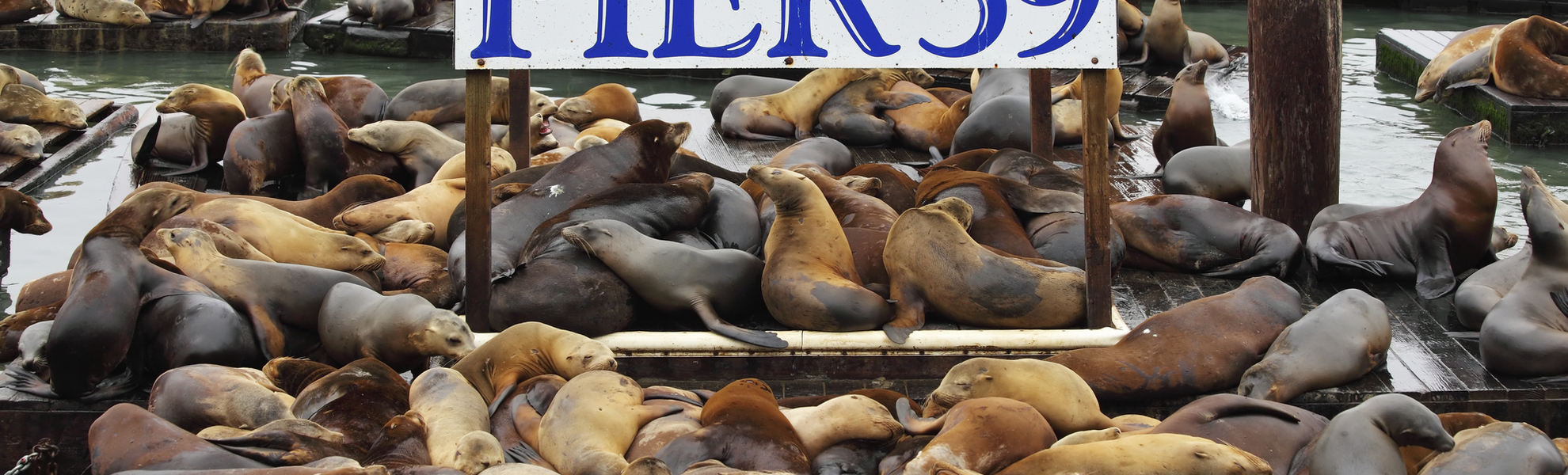 Seelöwen am Pier 39 in San Francisco, USA