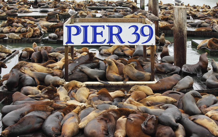 Seelöwen am Pier 39 in San Francisco, USA