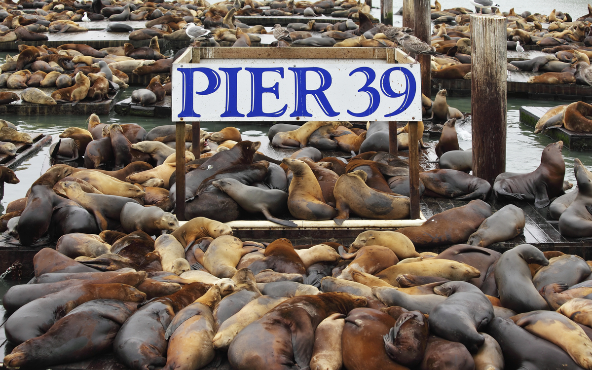 Seelöwen am Pier 39 in San Francisco, USA