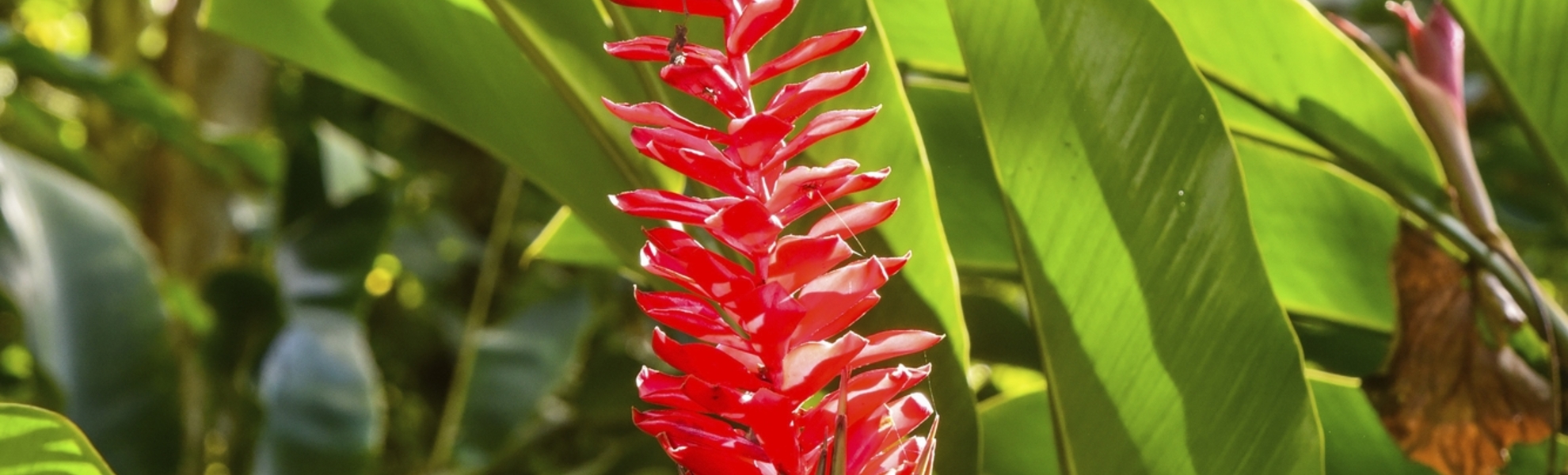 Hawaii, Nawiliwili