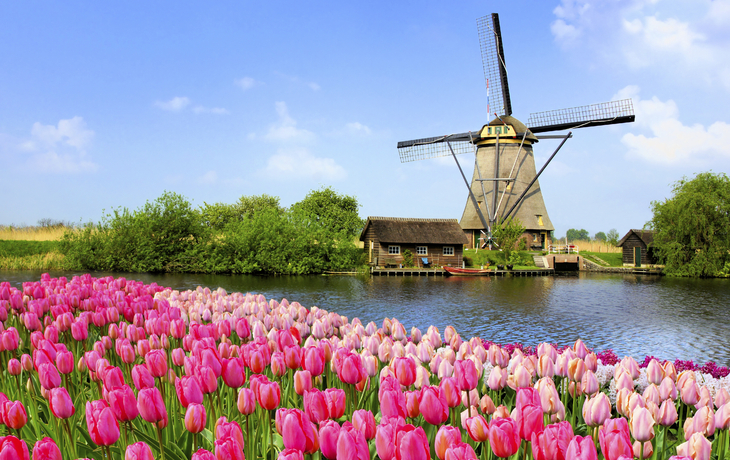 Windmühle mit Tulpenfeld