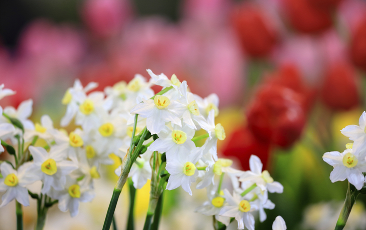 Riekermolen, Windmühlen
