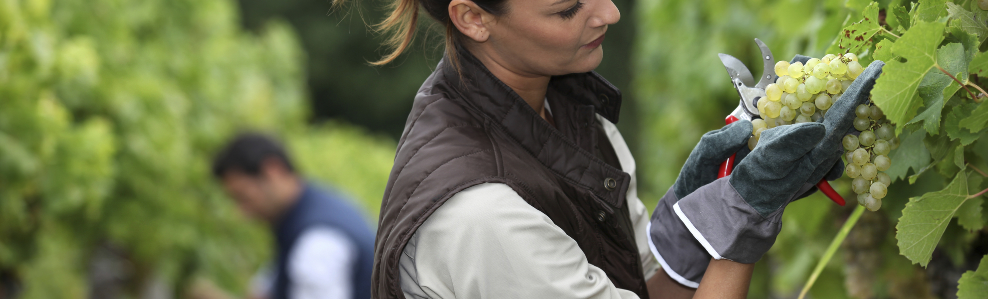 Winzerin an der Mosel, Deutschland