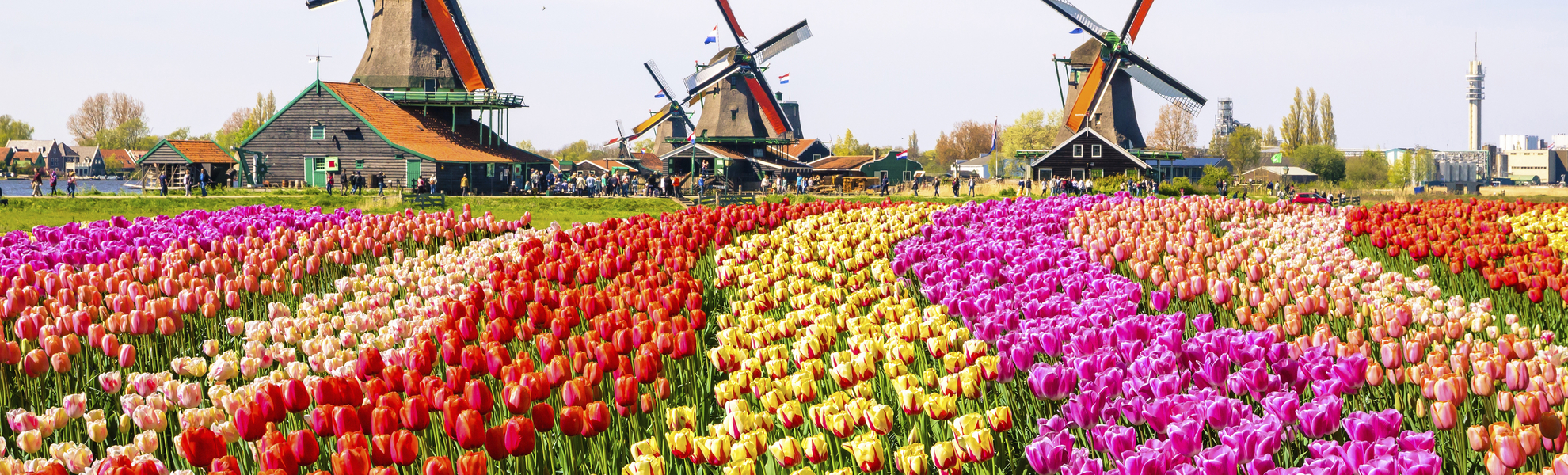 Tulpenfelder in den Niederlanden