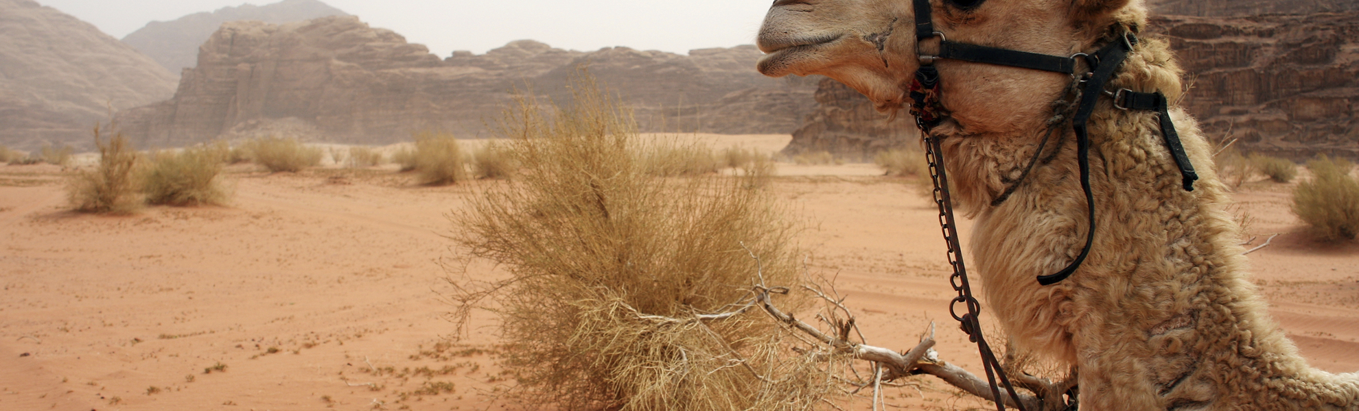 geschützte Wüstenwildnis Wadi Rum, Jordanien