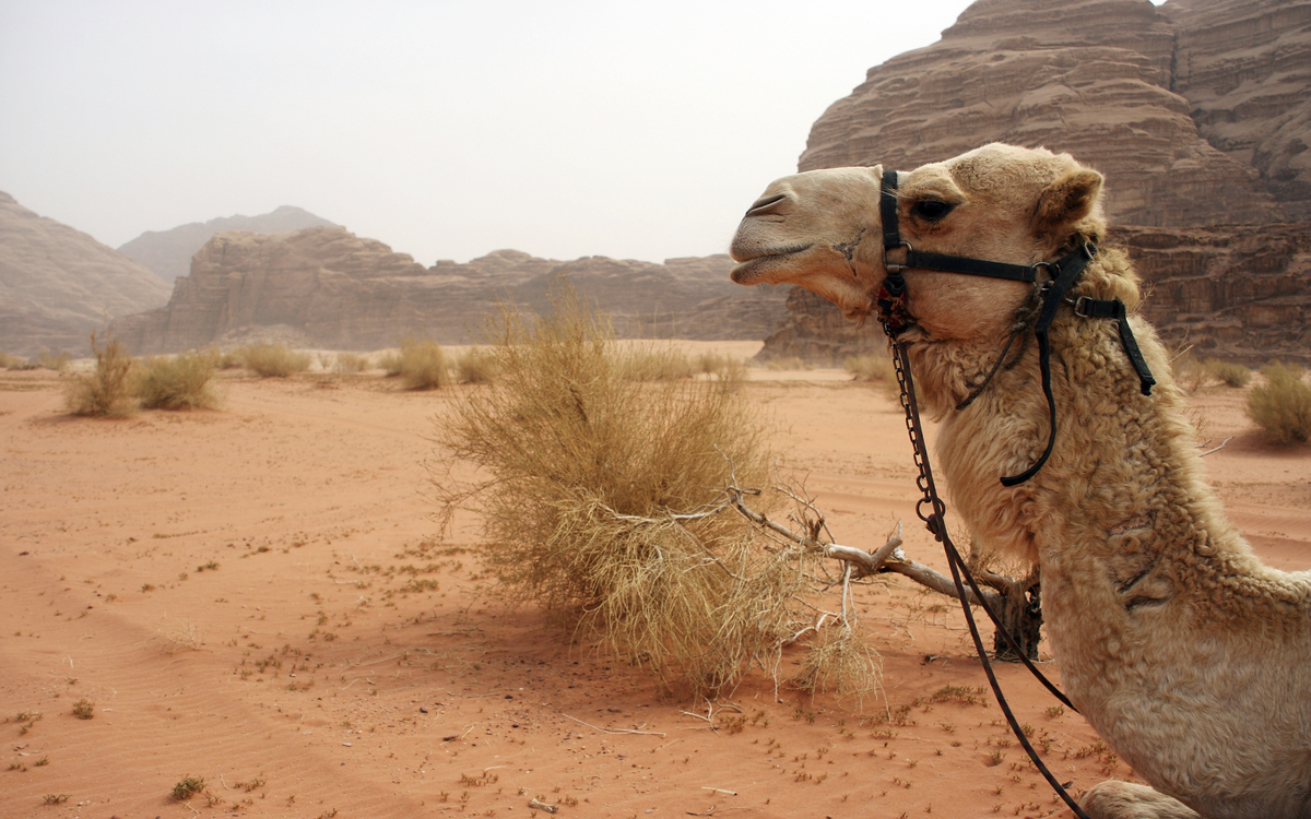 geschützte Wüstenwildnis Wadi Rum, Jordanien