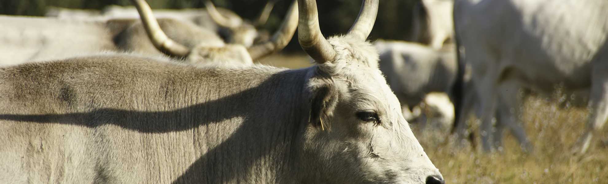 Rind auf dem Grasland 'Puszta', Ungarn