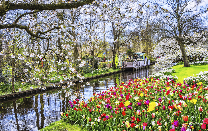 Tulpen auf dem Keukenhof, Niederlande