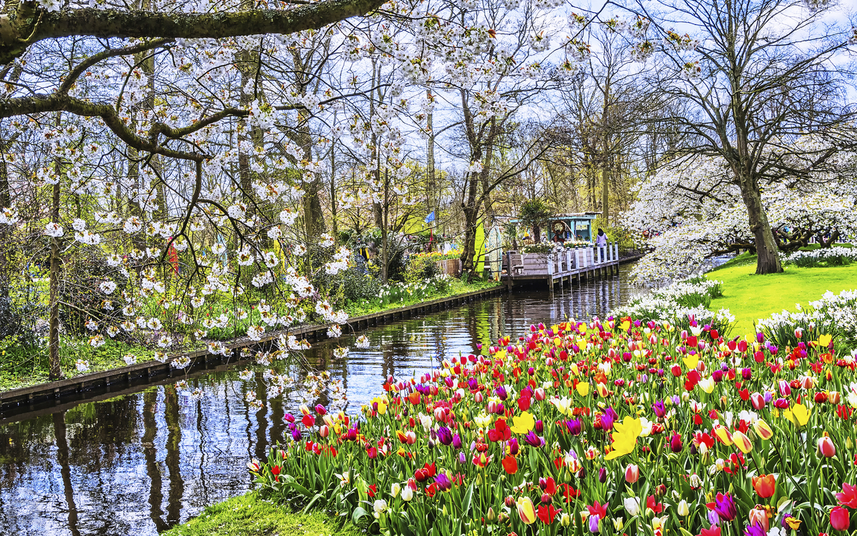 Tulpen auf dem Keukenhof, Niederlande