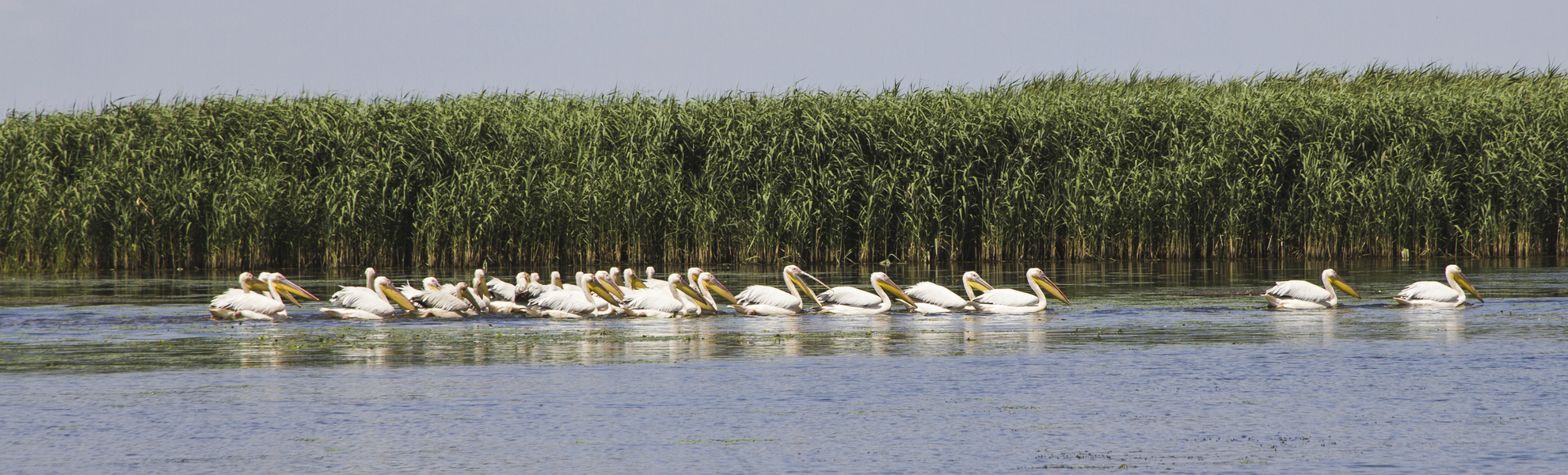 Pelikane im Donaudelta, Ukraine