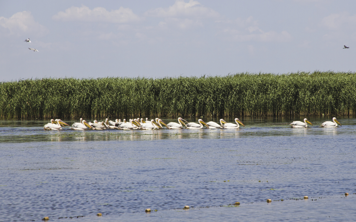 Pelikane im Donaudelta, Ukraine