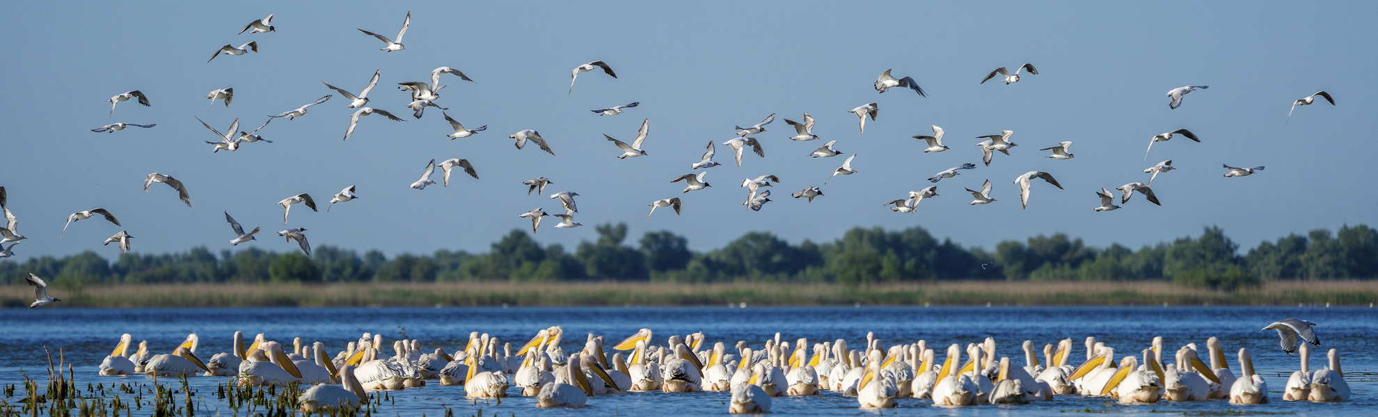 Pelinake in der Donaudelta, Ungarn