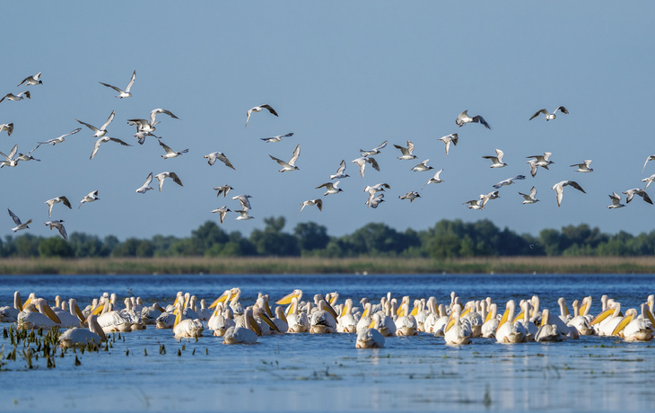 Pelinake in der Donaudelta, Ungarn