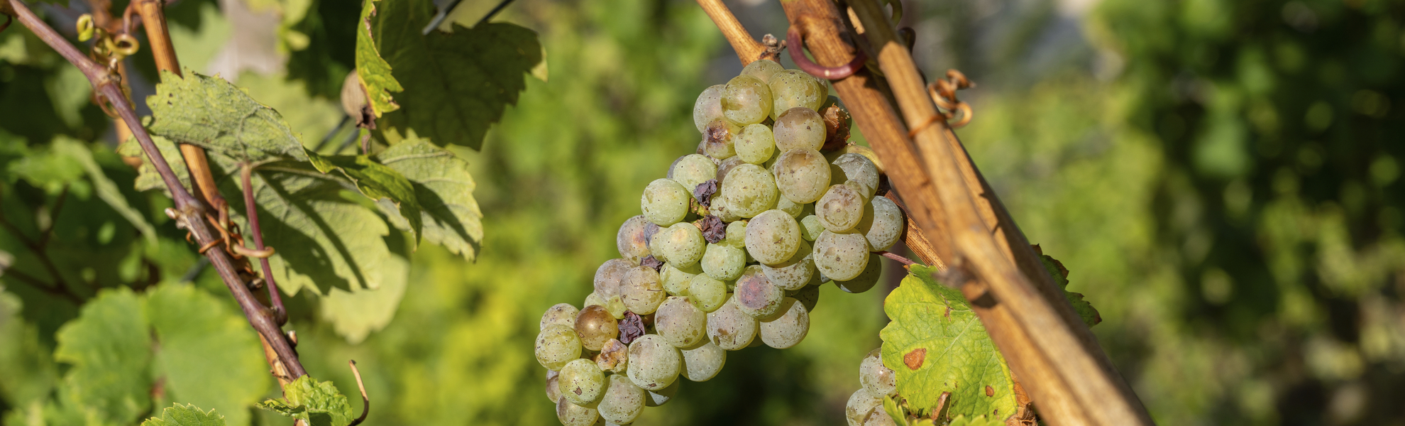 Traben Trarbach, Weinberge