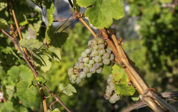 Traben Trarbach, Weinberge