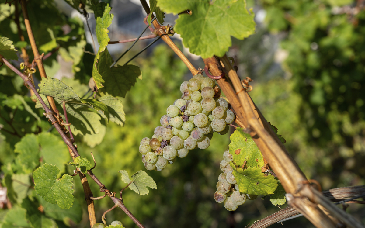 Traben Trarbach, Weinberge