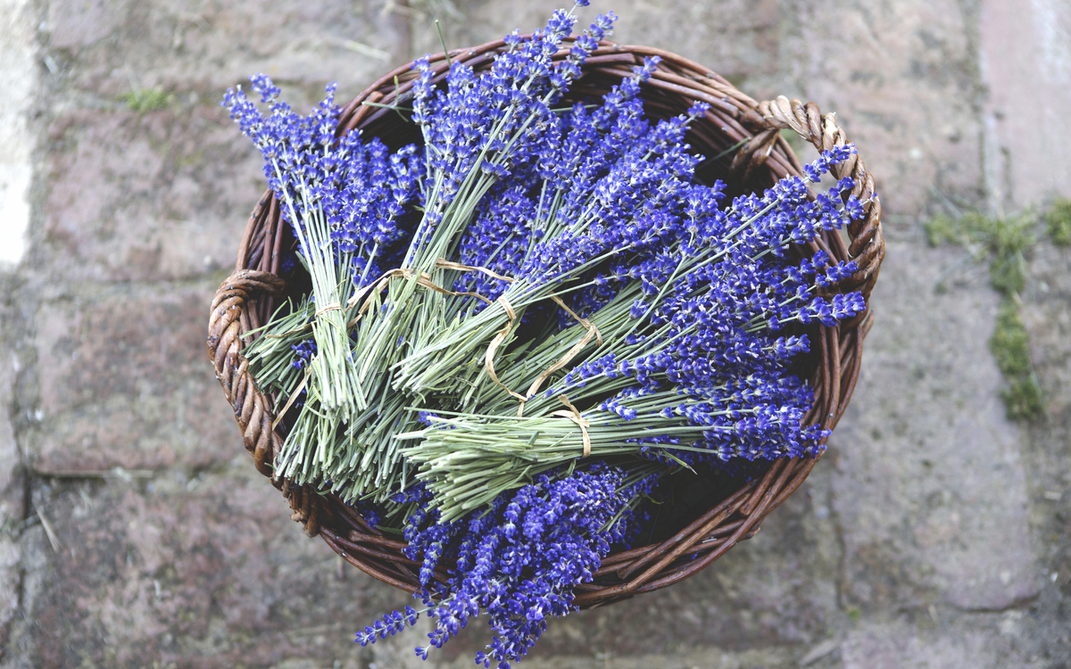 Korb mit getrocknetem Lavendel