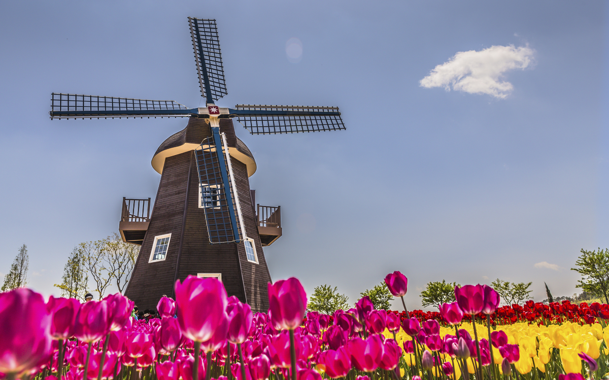 Windmühle inmitten von Tulpen, Niederlanden