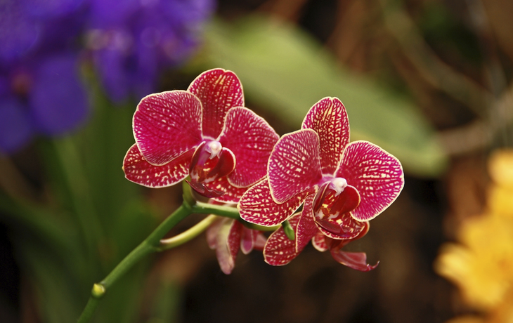 Leuchtende Orchidee Leuchtende Orchidee