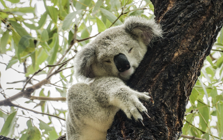 Koalabär auf Magnetic Islands, Australien