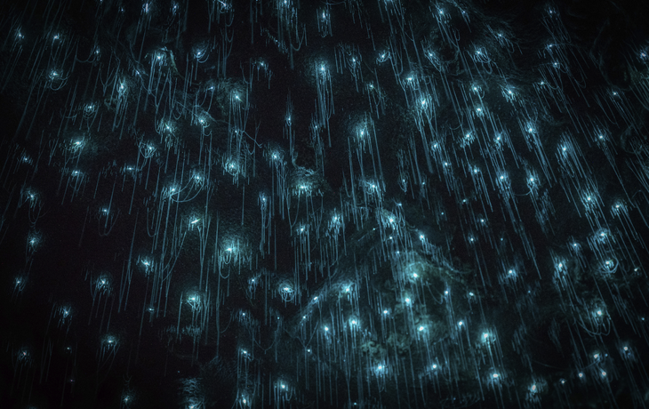 Waitomo, Glühwürmchen Grotte