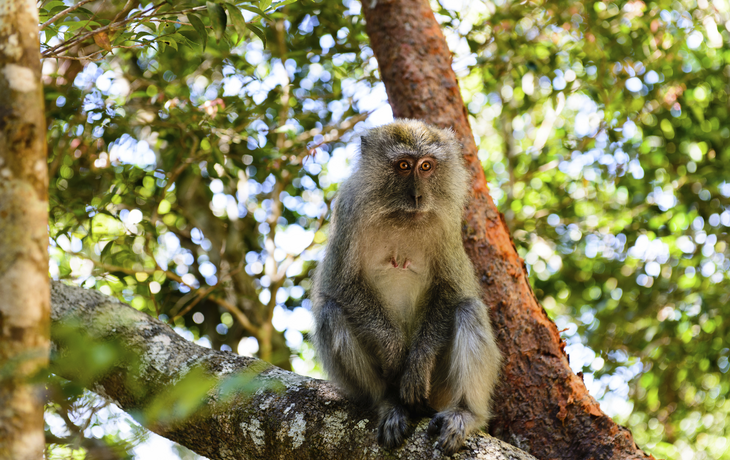 Affe auf Langkawi