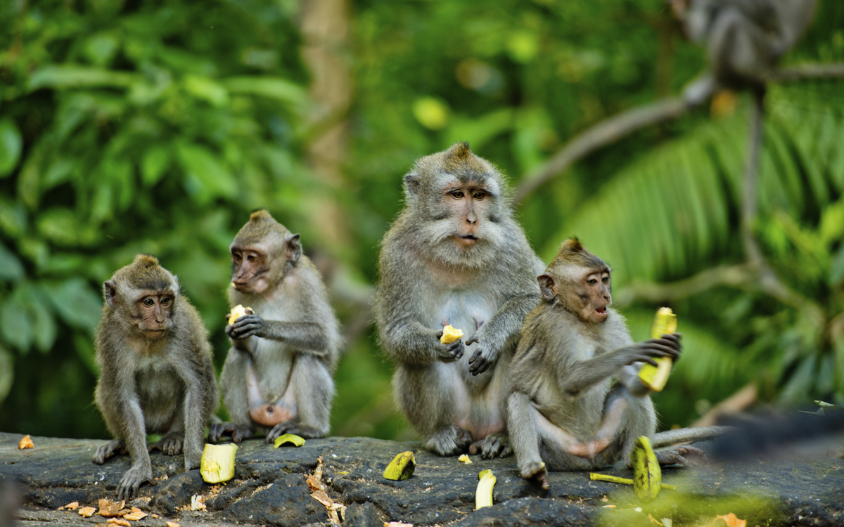 Affen in Bali, Indonesien