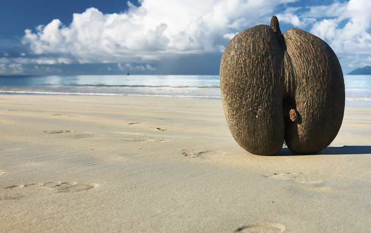 Coco de Mer, Seychellen