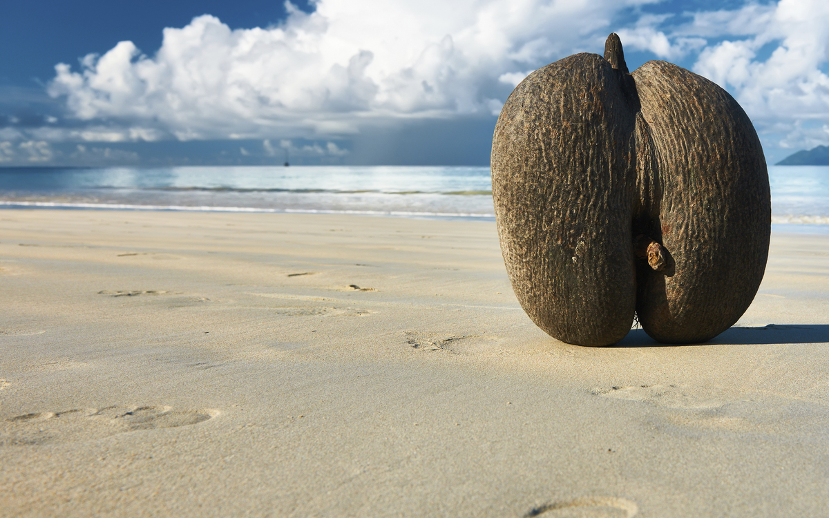 Coco de Mer, Seychellen