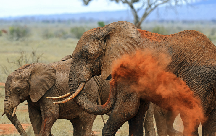 Elefanten im Tsavo Park in Mombasa, Kenia