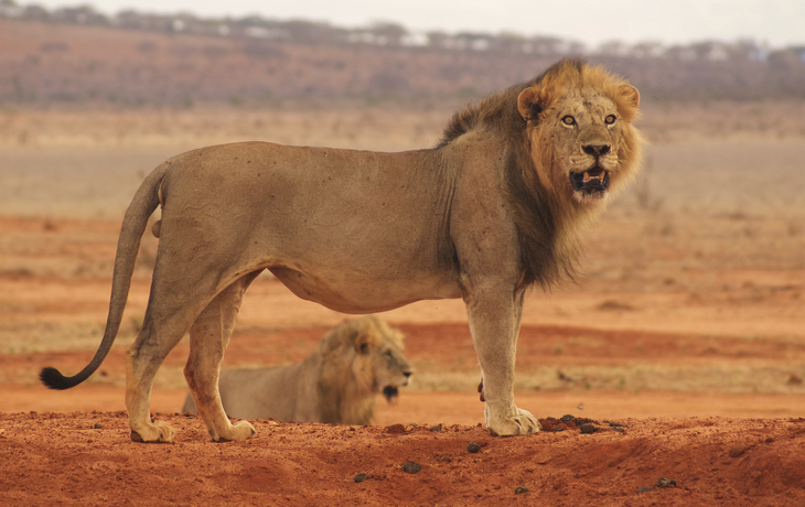 Löwe im Tsavo Park in Mombasa, Kenia
