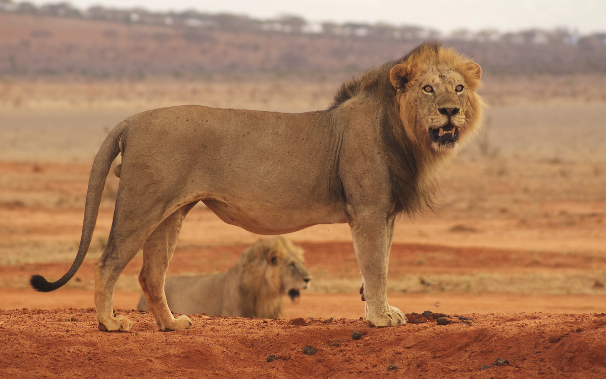 Löwe im Tsavo Park in Mombasa, Kenia