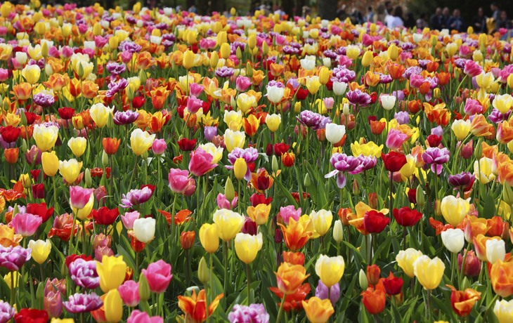 Keukenhof Impressionen