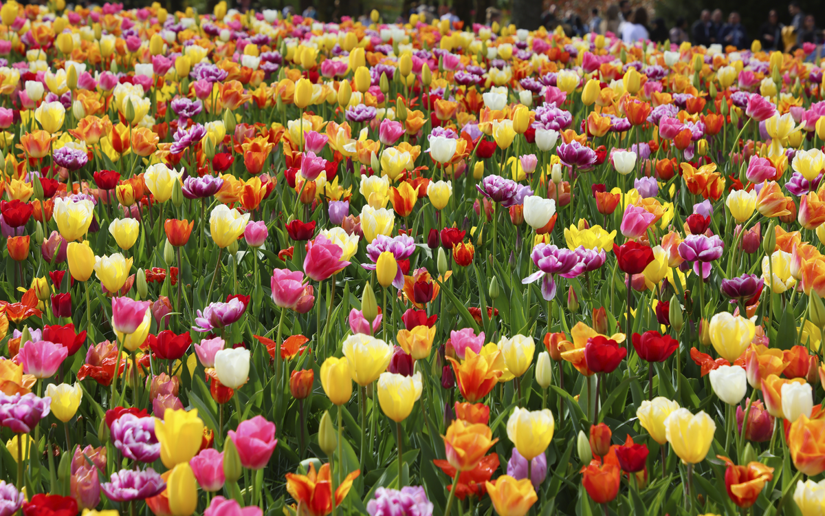 Keukenhof Impressionen