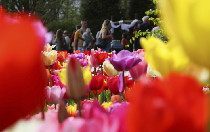 Keukenhof Impressionen