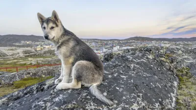 Ein junger Huskywelpe sitzt auf einem Felsen und blickt in die Ferne.