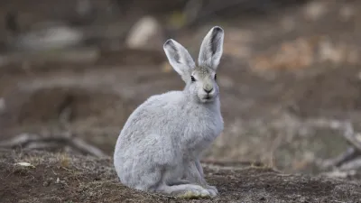 Weißer Polarhase sitzt im verschneiten Gelände.