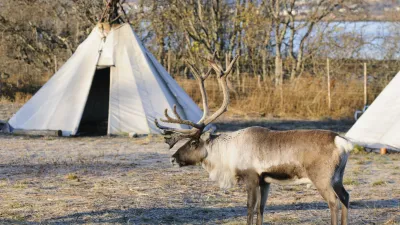 Rentier steht vor einem traditionellen Sami-Zelt in Norwegen