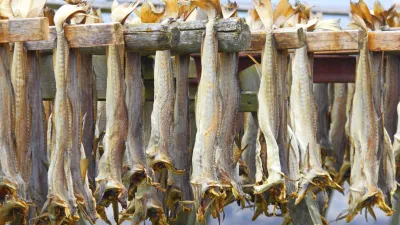 Getrocknete Kabeljaufische hängen zum Trocknen an einem Holzgestell.